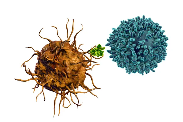 Dendritik Hücre Hücresine Antijen Sunuyor Boyutlu Illüstrasyon — Stok fotoğraf