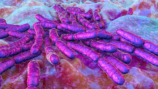 Пробиотические Бактерии Lactobacillus Иллюстрация Acidophilus Helveticus Другие Нормальная Флора Кишечника — стоковое фото