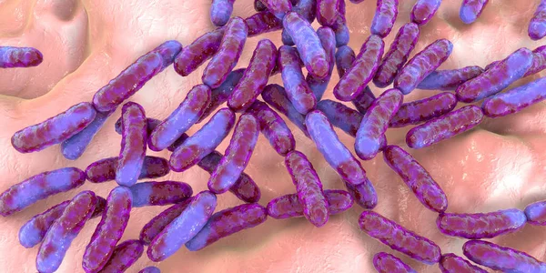 Probiotic bacteria Lactobacillus, 3D illustration. L. acidophilus, L. helveticus and other. Normal flora of intestine. Lactic acid bacterium