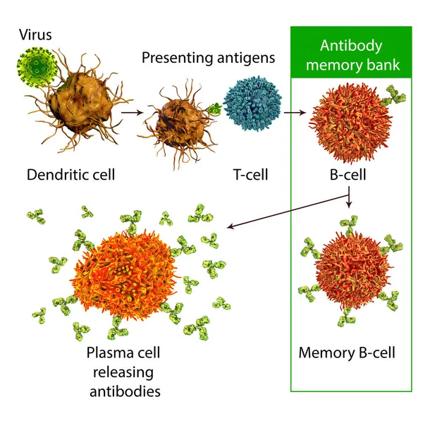 Mecanismos Defensa Inmune Contra Virus Ilustración — Foto de Stock