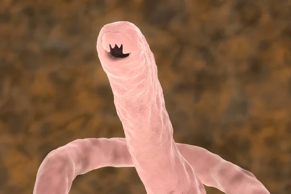 Head Parasitic Hookworm Ancylosoma Ілюстрація Дует Ancylostoma Може Заразити Людей — стокове фото