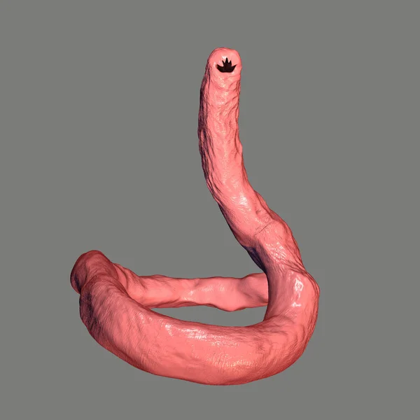 Parasitischer Hakenwurm Ancylosoma Isoliert Auf Grauem Hintergrund Illustration Ancylostoma Duodenale — Stockfoto