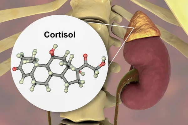 Molekylen Kortisol Hormon Och Binjuren Illustration Kortisol Ett Steroidhormon Glukokotikoidklass — Stockfoto