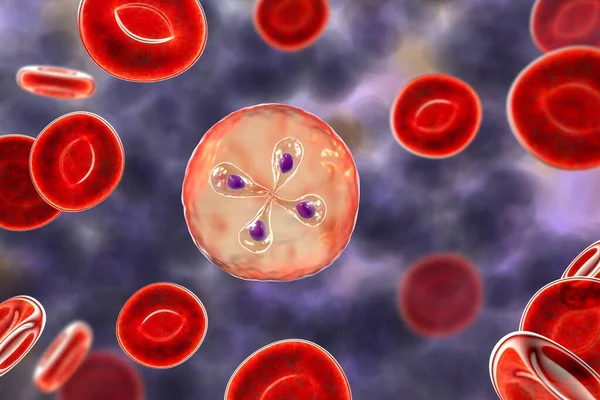 Babesia Parasieten Rode Bloedcellen Veroorzaker Van Babesiose Illustratie Met Klassieke — Stockfoto