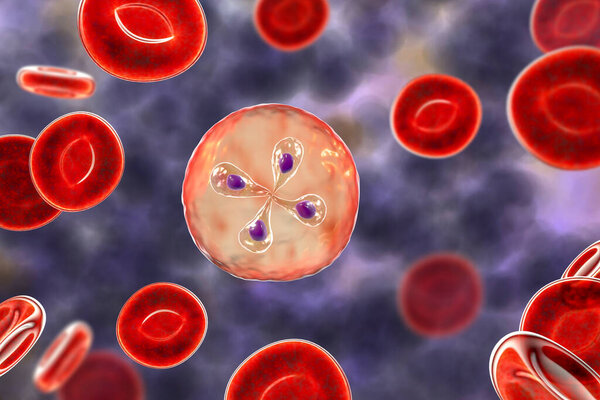 Babesia parasites inside red blood cell, the causative agent of babesiosis. 3D illustration showing classic tetrad-forms of Babesia merozoites so-called Maltese cross formation