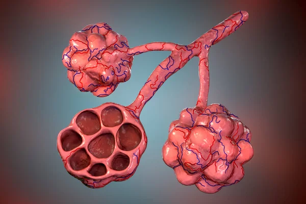 Anatomia Pęcherzyków Płucnych Ilustracja Mikrostruktura Układu Oddechowego Ilustracja — Zdjęcie stockowe