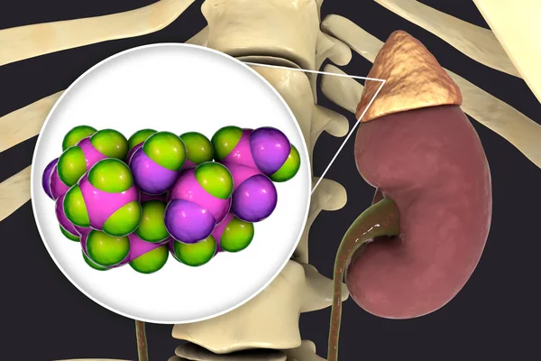 醛固酮激素 肾上腺产生的矿物质类固醇激素 3D说明 — 图库照片