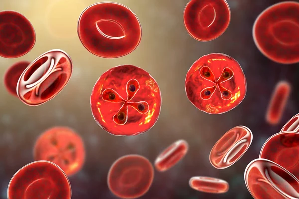 Babesia Paraziți Interiorul Celulelor Roșii Din Sânge Agentul Cauzal Babesiozei — Fotografie, imagine de stoc