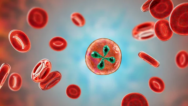 Parásitos Babesia Dentro Los Glóbulos Rojos Agente Causal Babesiosis Ilustración — Foto de Stock