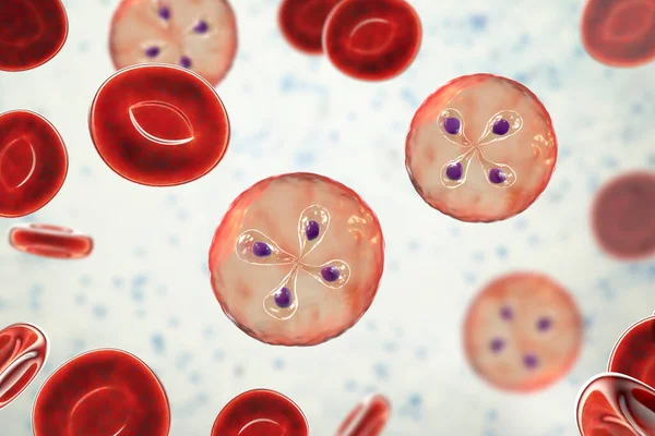 Parásitos Babesia Dentro Los Glóbulos Rojos Agente Causal Babesiosis Ilustración —  Fotos de Stock