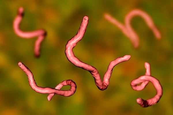 Parasitic Hookworm Ancylosoma Illustration Ancylostoma Duodenale Can Infect Humans Dogs — Stock Photo, Image
