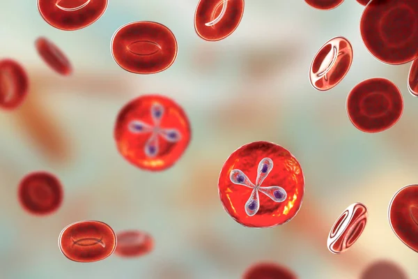 Παράσιτα Babesia Μέσα Στα Ερυθρά Αιμοσφαίρια Αιτιολογικός Παράγοντας Της Πιροπλάσμωσης — Φωτογραφία Αρχείου