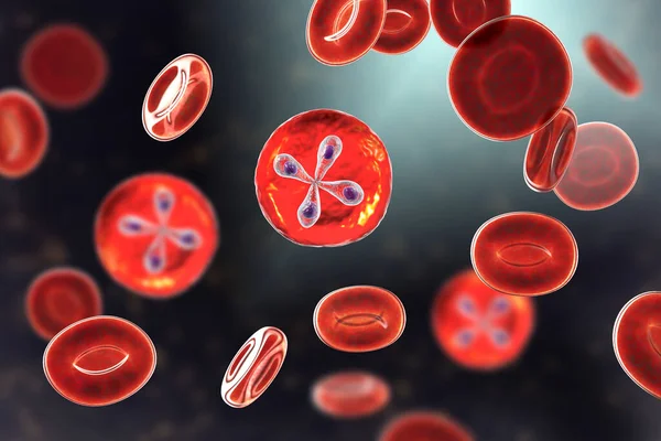 巴别西亚寄生虫寄生在红血球内 是巴别西亚病的致病因子 三维图显示了所谓马耳他交叉地层的Babesia Merozoites的典型四边形 — 图库照片