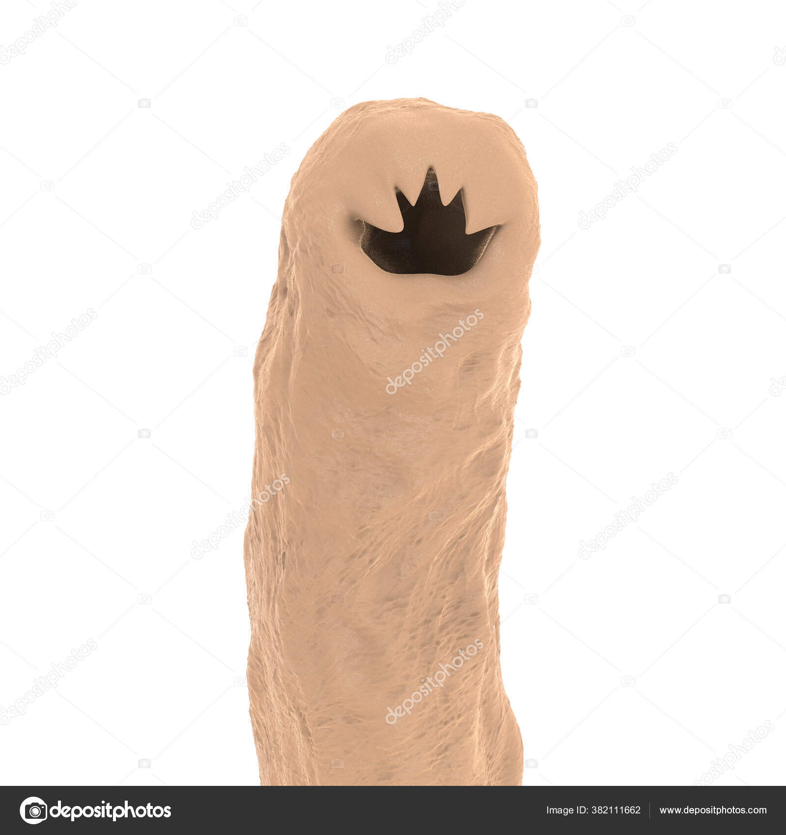 Head Parasitic Hookworm Ancylosoma Illustration Ancylostoma Duodenale