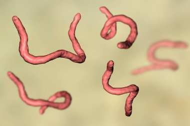 Parazit kanca kurdu Ancylosoma, 3 boyutlu illüstrasyon. Ancylostoma duodenale insanlara, köpeklere ve kedilere bulaşabilir.