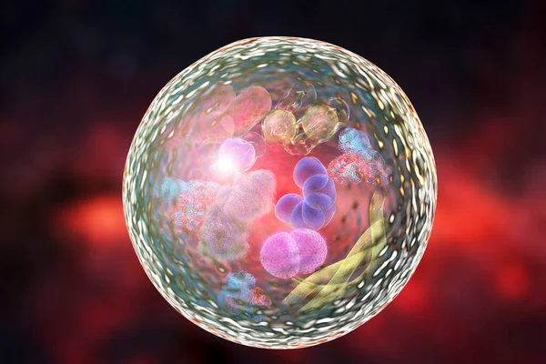 Mechanism Cellular Authophagy Illustration Nobel Prize Medicine 2016 Ilustración Que — Foto de Stock