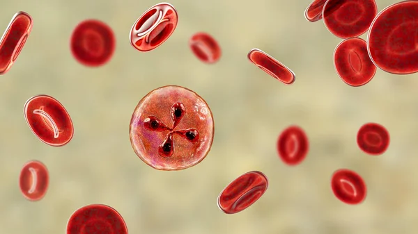 Babesia Parasitas Dentro Glóbulos Vermelhos Agente Causador Babesiose Ilustração Mostrando — Fotografia de Stock