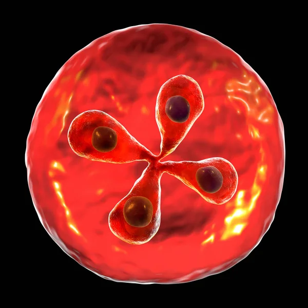 Babet Parazitleri Kırmızı Kan Hücresinin Içinde Babesiyozun Nedensel Faktörü Boyutlu — Stok fotoğraf