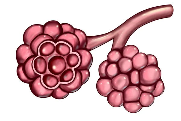 Anatomía Alvéolos Los Pulmones Ilustración Microestructura Del Sistema Respiratorio — Foto de Stock