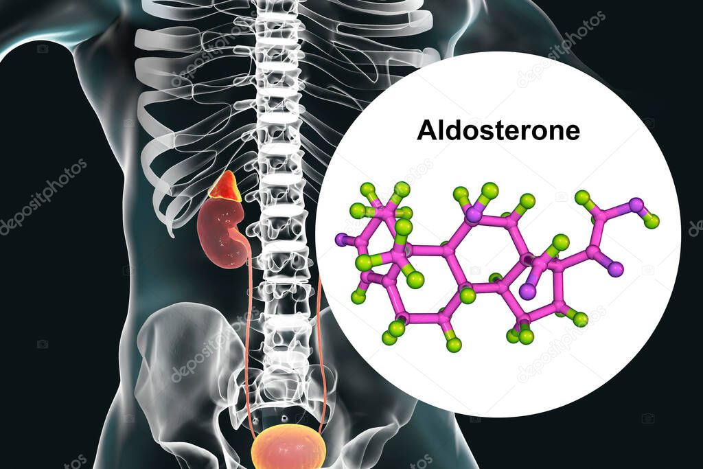 Aldosterone hormone, mineralocorticoid hormone produced by adrenals, 3D illustration