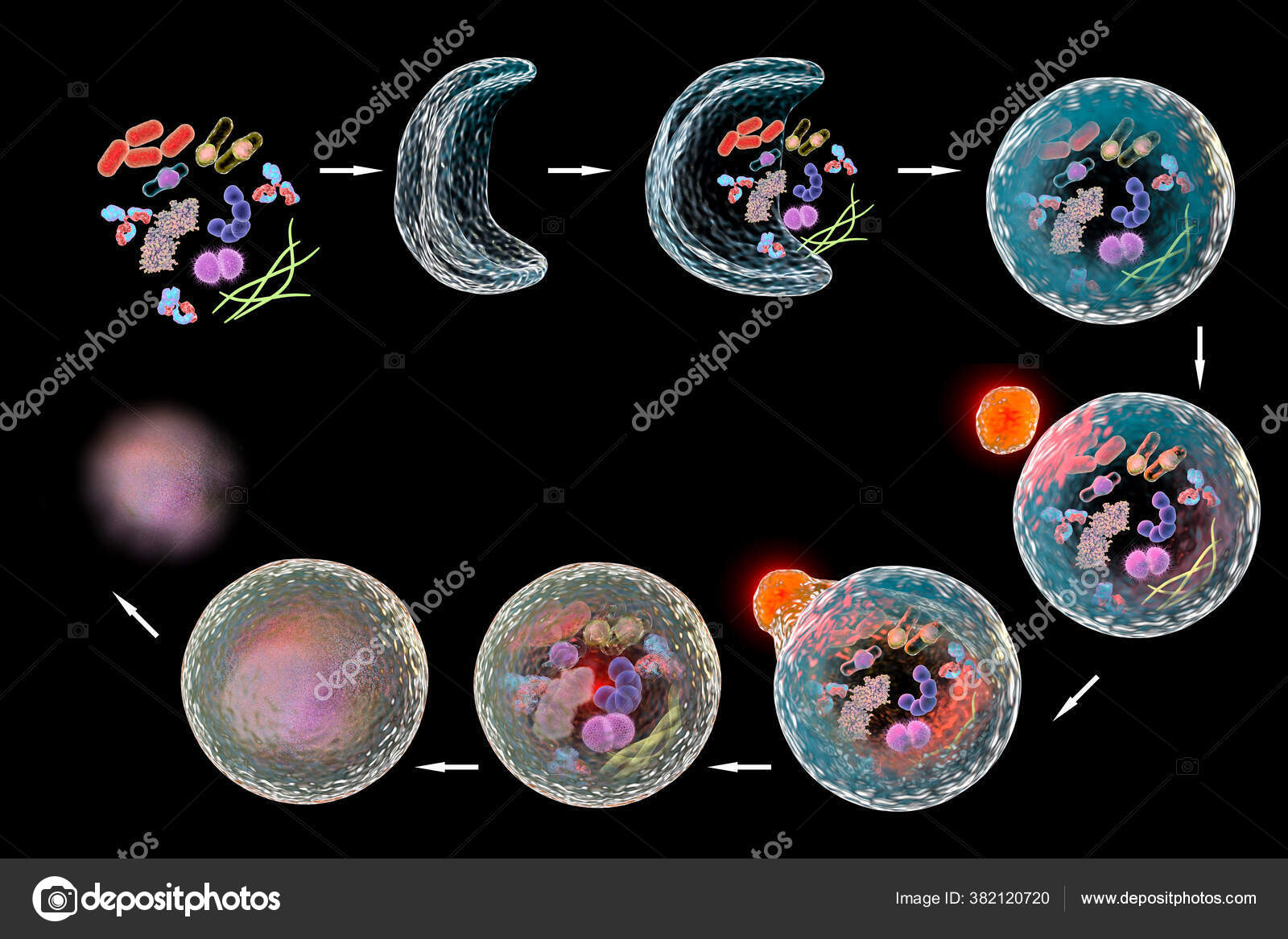 Lysosome Pictures Lysosome Stock Photos Images Depositphotos Lysosome Pictures Lysosome Stock Photos Images Depositphotos