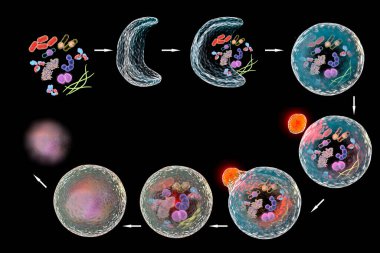 Hücresel otomotiv mekanizması, 2016 Nobel Tıp Ödülü illüstrasyonu. 3B illüstrasyon