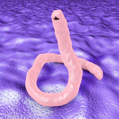 Parazit kanca kurdu Ancylosoma, 3 boyutlu illüstrasyon. Ancylostoma duodenale insanlara, köpeklere ve kedilere bulaşabilir.