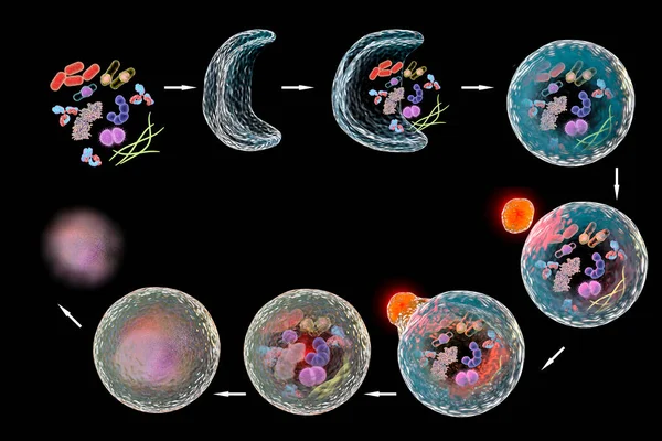 Механизм Клеточной Автофагии Иллюстрация Нобелевской Премии Медицине 2016 Иллюстрация — стоковое фото