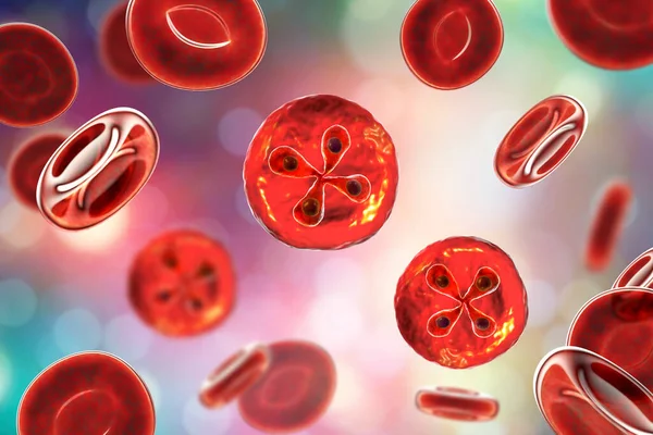 Babesia Parasitas Dentro Glóbulos Vermelhos Agente Causador Babesiose Ilustração Mostrando — Fotografia de Stock