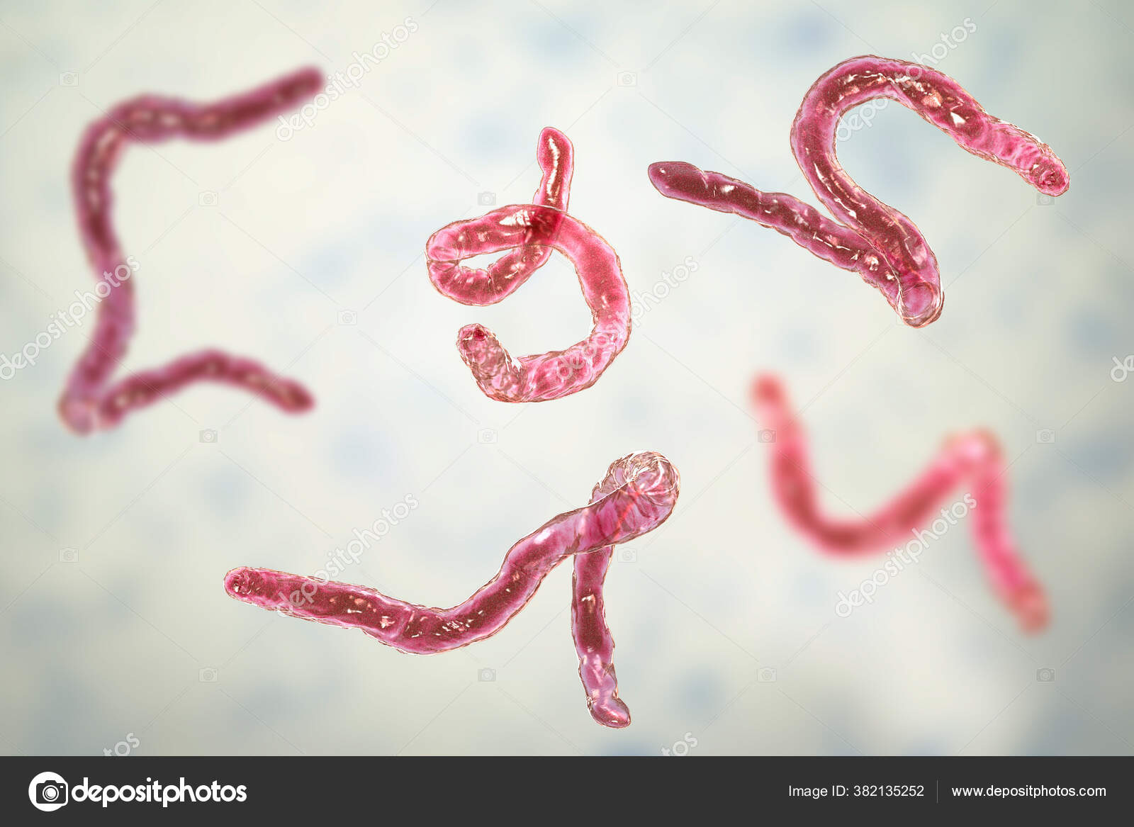 Parasitic Hookworm Ancylosoma Illustration Ancylostoma Duodenale Can