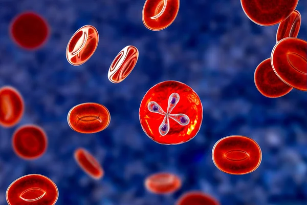巴别西亚寄生虫寄生在红血球内 是巴别西亚病的致病因子 三维图显示了所谓马耳他交叉地层的Babesia Merozoites的典型四边形 — 图库照片