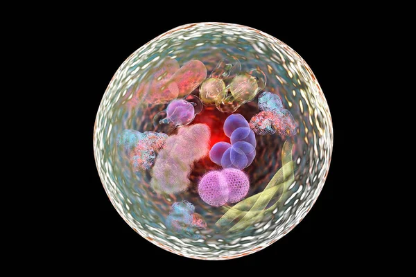 Механизм Клеточной Автофагии Иллюстрация Нобелевской Премии Медицине 2016 Иллюстрация Показывающая — стоковое фото