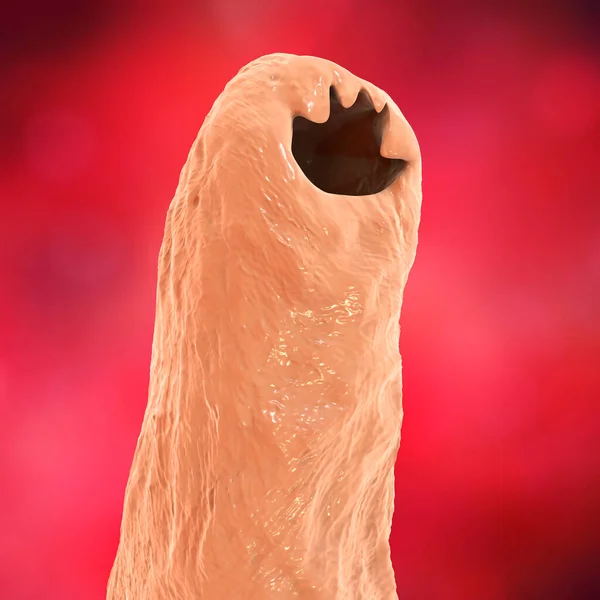 Tête Ankylosome Parasite Illustration Ancylostoma Duodenale Peut Infecter Les Humains — Photo