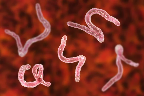 Parasitic Hookworm Ancylosoma Ilustração Ancylostoma Duodenale Pode Infectar Humanos Cães — Fotografia de Stock