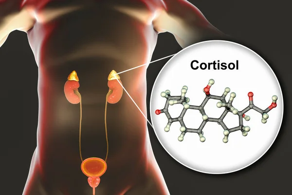 Kortizol Hormonu Molekülü Adrenal Bez Boyutlu Illüstrasyon Kortizol Adrenalinlerin Korteksinde — Stok fotoğraf