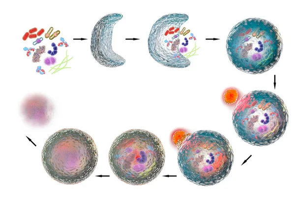 Механізм Клітинної Автофагії Ілюстрація Нобелівської Премії Медицини 2016 Року Ілюстрація — стокове фото