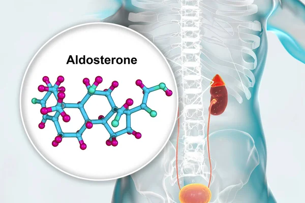 Aldosterone Hormone Mineralocorticoid Hormone Produced Adrenals Illustration — Stock Photo, Image