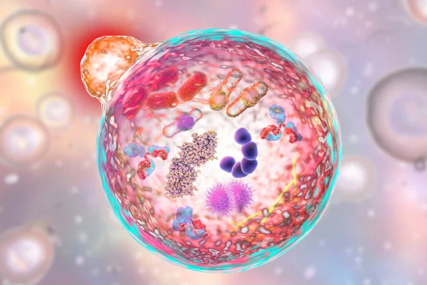 Hücresel otomotiv mekanizması, 2016 Nobel Tıp Ödülü illüstrasyonu. 3 boyutlu illüstrasyon, lizozomun, mikrop ve molekülleri içeren otoofagosom ile birleşmesini gösteriyor.
