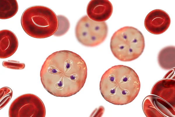 Parásitos Babesia Dentro Los Glóbulos Rojos Agente Causal Babesiosis Ilustración —  Fotos de Stock