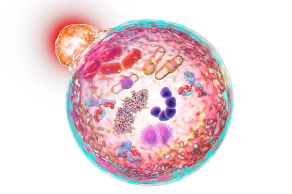 Mécanisme Authophagie Cellulaire Illustration Pour Prix Nobel Médecine 2016 Illustration — Photo