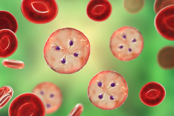 Parásitos Babesia Dentro Los Glóbulos Rojos Agente Causal Babesiosis Ilustración —  Fotos de Stock