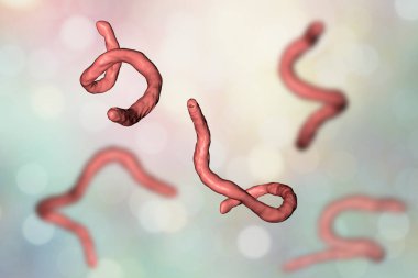 Parazit kanca kurdu Ancylosoma, 3 boyutlu illüstrasyon. Ancylostoma duodenale insanlara, köpeklere ve kedilere bulaşabilir.