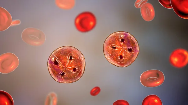 Babesia Parasiter Inuti Röda Blodkroppar Som Orsakar Babesios Illustration Som — Stockfoto