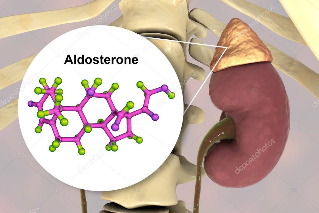 Aldosterone hormone, mineralocorticoid hormone produced by adrenals, 3D illustration