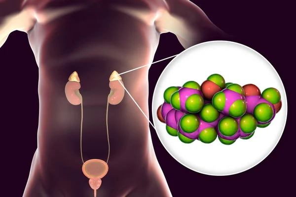 皮质醇激素和肾上腺的胚珠 3D插图 皮质醇是一种由肾上腺皮质制成的糖皮质激素 — 图库照片