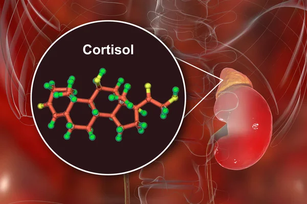 Molécula Hormônio Cortisol Glândula Adrenal Ilustração Cortisol Uma Hormona Esteroide — Fotografia de Stock