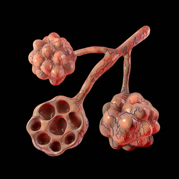 Anatomie Des Alvéoles Dans Les Poumons Illustration Microstructure Système Respiratoire — Photo