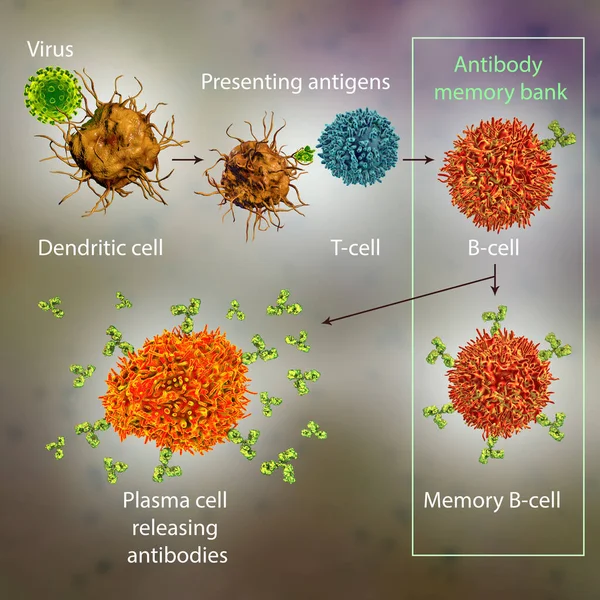 Mechanisms of immune defense against viruses, 3D illustration