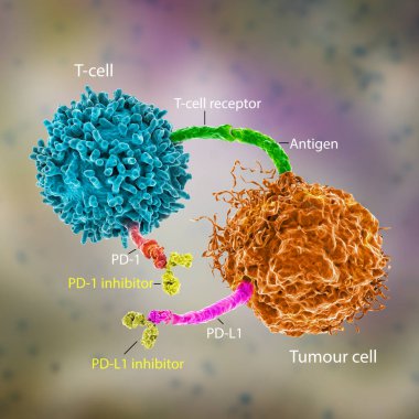 Kanser tedavisinde bağışıklık noktası inhibitörleri, 3 boyutlu illüstrasyon. PD-1 reseptörü ve PD-L1 inhibitörleri tümör hücresinin PD-1 'e bağlanmasını engeller ve T hücresinin aktif kalmasını sağlar.