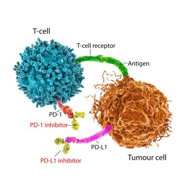 Kanser tedavisinde bağışıklık noktası inhibitörleri, 3 boyutlu illüstrasyon. PD-1 reseptörü ve PD-L1 inhibitörleri tümör hücresinin PD-1 'e bağlanmasını engeller ve T hücresinin aktif kalmasını sağlar.